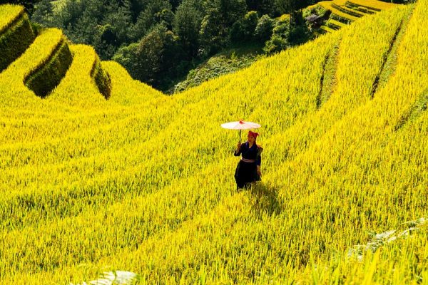 mountains, plateau, nature, step, field, people, rice, countryside, outdoors, agriculture